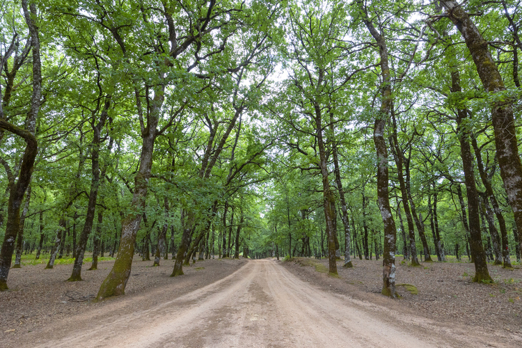 Oak Forest of Foloi