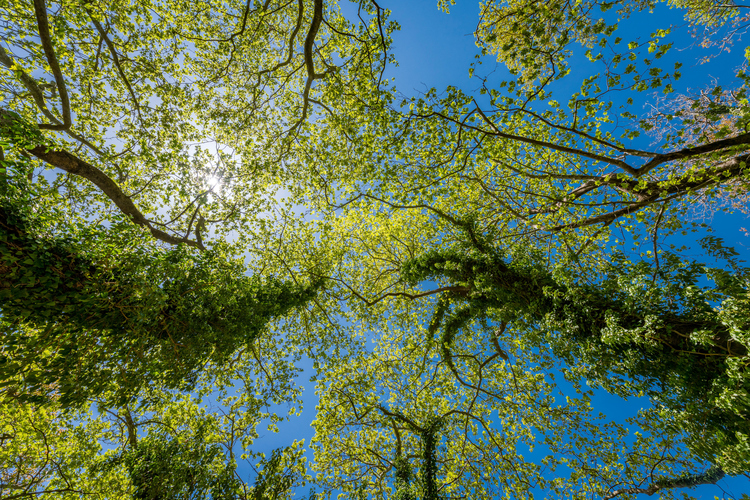 palios_neromylos_-_nerotribi_papazafeiri_-_oreini_...