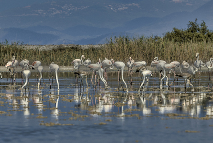 Aquatic Habitat of Aliki