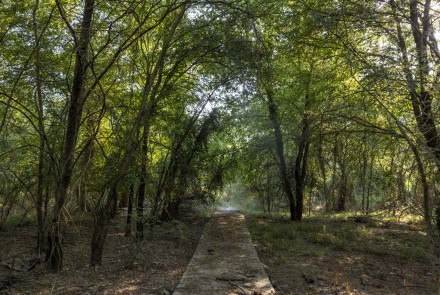 Fraxos Forest
