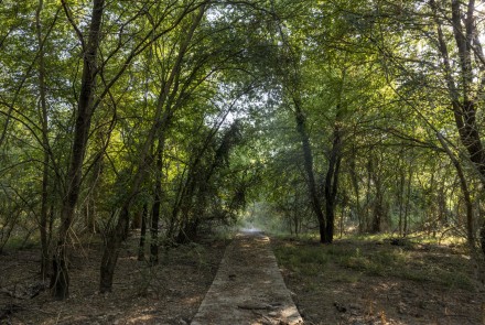 La Forêt de Fraxos